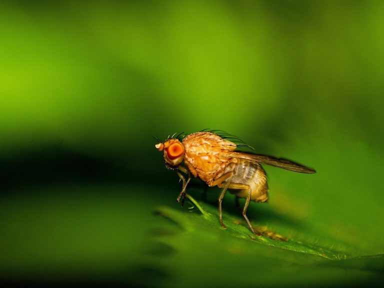 fruit-fly-6977978_1280 fruit-fly-6977978_1280