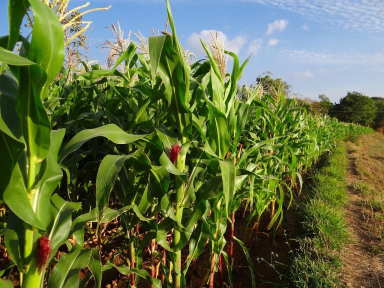 maize-272899_1280 maize-272899_1280